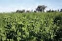 Mezclas Forrajeras Perennes templadas. Producción, Calidad y Manejo - Image 1