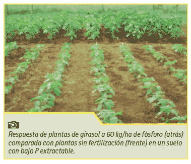 Manejo nutricional de cultivos de girasol de alto rendimiento - Image 3