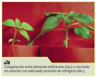 Manejo nutricional de cultivos de girasol de alto rendimiento - Image 10