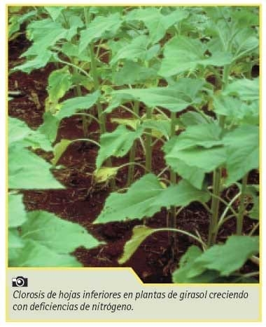 Manejo nutricional de cultivos de girasol de alto rendimiento - Image 11