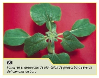 Manejo nutricional de cultivos de girasol de alto rendimiento - Image 16