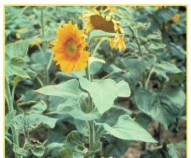 Manejo nutricional de cultivos de girasol de alto rendimiento - Image 17