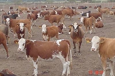 Tipo de animal a engordar en los FeedLots - Image 2