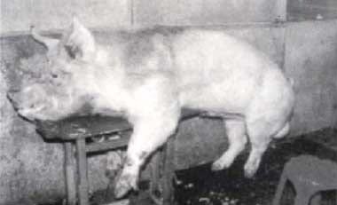 Granja Porcina en Confinamiento - Image 6