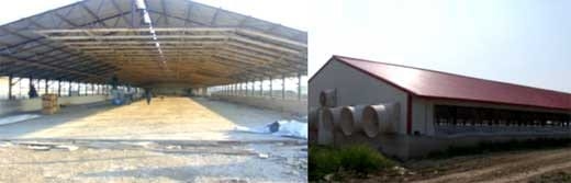 Granja Porcina en confinamiento (Sistemas Constructivos con Ventilación Forzada) - Image 3