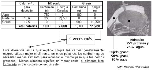 Formulación Moderna para Cerdos Modernos (I) - Image 3