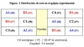 Evaluación del Producto Comercial Hematofos B12 Administrado Vía Oral en Pollos de Engorde - Image 7