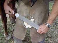 Secuencia del herrado de un caballo - Image 14