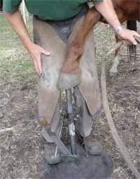 Secuencia del herrado de un caballo - Image 17