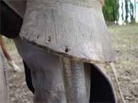 Secuencia del herrado de un caballo - Image 18