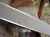 Secuencia del herrado de un caballo - Image 19