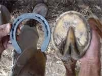 Secuencia del herrado de un caballo - Image 21