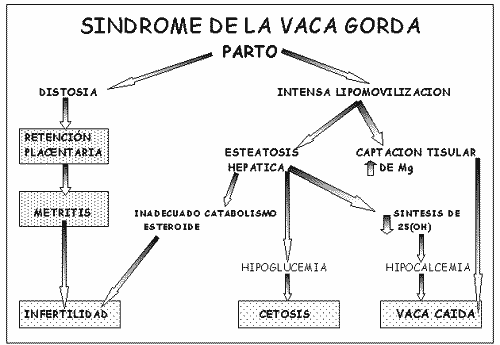 Fisiopatología del Hígado de las Vacas de Alta Producción - Image 2