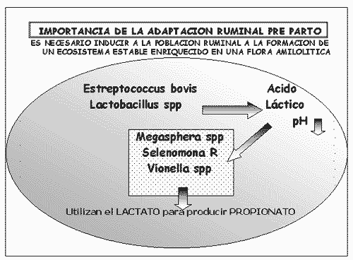 Fisiopatología del Hígado de las Vacas de Alta Producción - Image 4