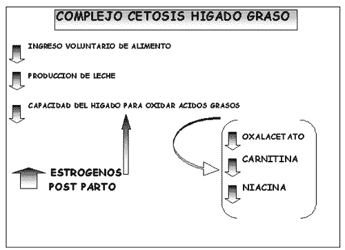 Fisiopatología del Hígado de las Vacas de Alta Producción - Image 5