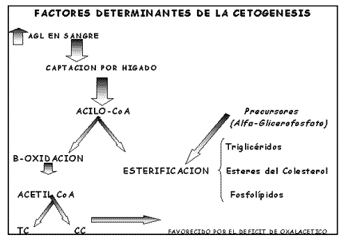 Fisiopatología del Hígado de las Vacas de Alta Producción - Image 6