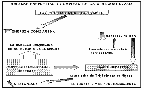 Fisiopatología del Hígado de las Vacas de Alta Producción - Image 7