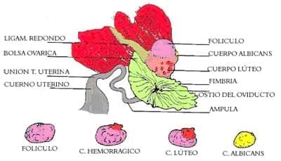 Curso Teórico Práctico de Inseminación Artificial en Bovinos - Image 1