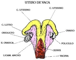 Curso Teórico Práctico de Inseminación Artificial en Bovinos - Image 2