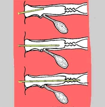 Curso Teórico Práctico de Inseminación Artificial en Bovinos - Image 25