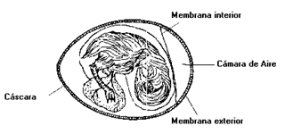 Análisis de control de calidad en incubación de huevos - Image 16