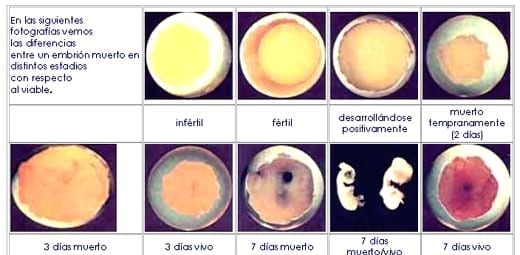 Análisis de control de calidad en incubación de huevos - Image 2