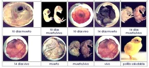 Análisis de control de calidad en incubación de huevos - Image 3