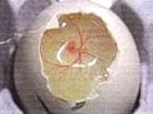 Análisis de control de calidad en incubación de huevos - Image 9