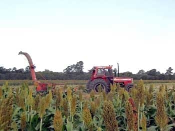 Evaluación de rendimiento y calidad en híbridos comerciales y experimentales de sorgo - Image 3