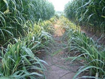 Evaluación de rendimiento y calidad en híbridos comerciales y experimentales de sorgo - ENSAYO 3 - Image 1