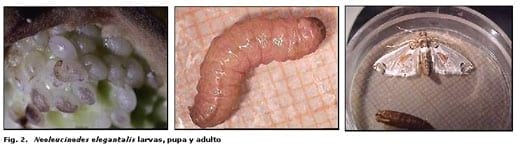 Reconocimiento de insectos y enemigos naturales asociados al tomate de árbol en Aragua y Miranda, Venezuela - Image 2