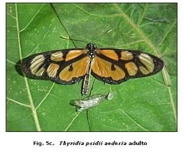 Reconocimiento de insectos y enemigos naturales asociados al tomate de árbol en Aragua y Miranda, Venezuela - Image 6