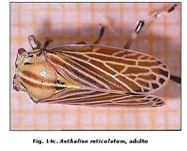 Reconocimiento de insectos y enemigos naturales asociados al tomate de árbol en Aragua y Miranda, Venezuela - Image 18