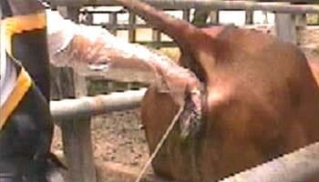 Resultados parciales de la Inseminación Artificial a tiempo fijo en el Departamento de Arauca (Colombia) - Image 1
