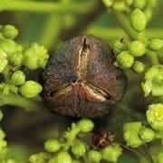 Jatropha: del griego iatrós = médico, y trophé = alimento - Image 1