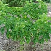 Jatropha: del griego iatrós = médico, y trophé = alimento - Image 2