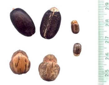 Jatropha: del griego iatrós = médico, y trophé = alimento - Image 4