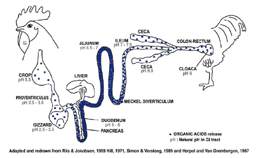 La Salud Intestinal: Clave de la Productividad - El Caso de los Ácidos Orgánicos - Image 11