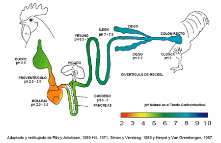 La Salud Intestinal: Clave de la Productividad - El Caso de los Ácidos Orgánicos - Image 3