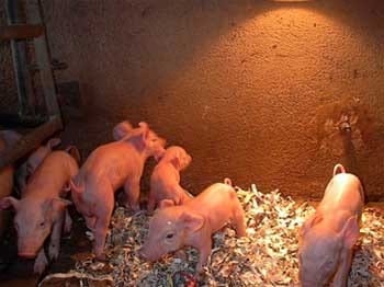 Los lechones pequeños: un problema en maternidades - Image 2