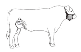 Ajuste de la técnica operatoria del corte del ligamento apical dorsal del pene en toros receladores o detectores de celo - Image 2