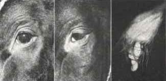 Ajuste de la técnica operatoria del corte del ligamento apical dorsal del pene en toros receladores o detectores de celo - Image 4