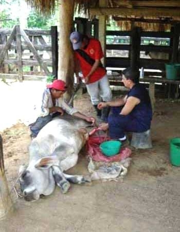 Ajuste de la técnica operatoria del corte del ligamento apical dorsal del pene en toros receladores o detectores de celo - Image 5