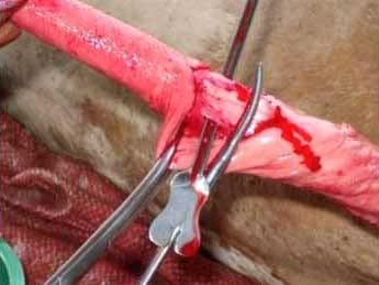 Ajuste de la técnica operatoria del corte del ligamento apical dorsal del pene en toros receladores o detectores de celo - Image 6