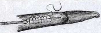 Ajuste de la técnica operatoria del corte del ligamento apical dorsal del pene en toros receladores o detectores de celo - Image 13