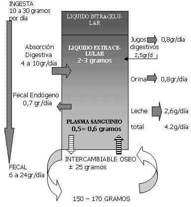 Fisiología del Magnesio 1 - Image 11
