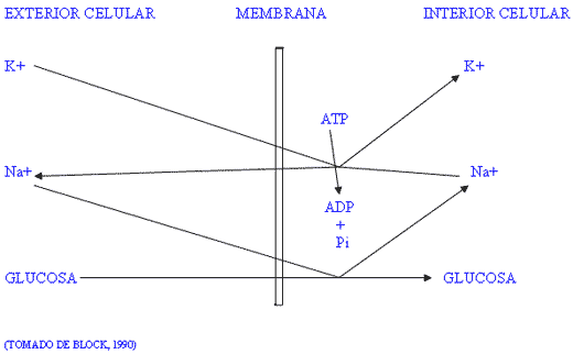 Importancia de la diferencia catión-anión en la alimentación - Image 1