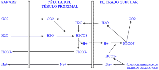 Importancia de la diferencia catión-anión en la alimentación - Image 2