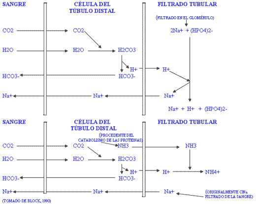 Importancia de la diferencia catión-anión en la alimentación - Image 3