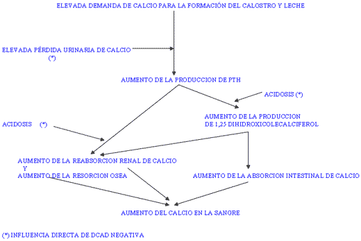 Importancia de la diferencia catión-anión en la alimentación - Image 7
